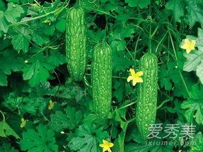 怀孕可以吃凉瓜吗 第3张 怀孕可以吃凉瓜吗 第3张
